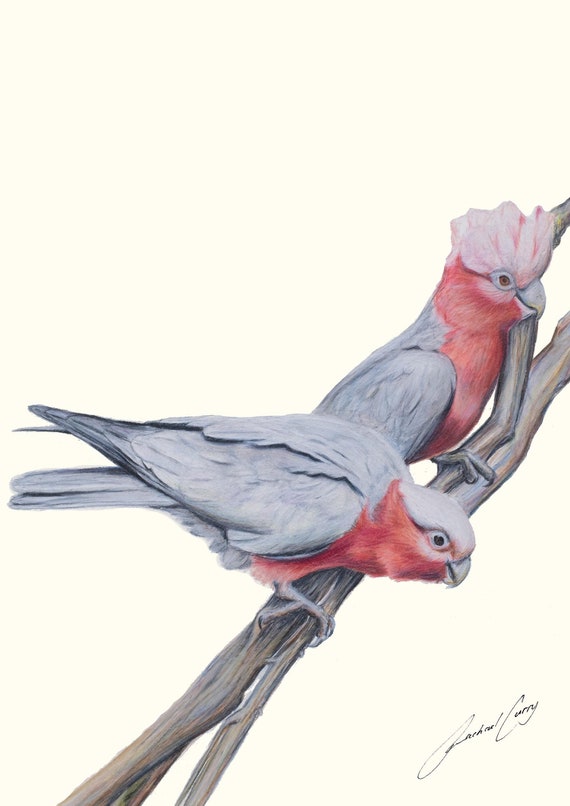 Galah Pair Art Portrait Orientation - Drawing of two fun Australian Galahs