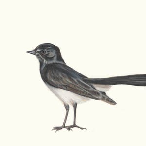 Puede incluir: Un pájaro blanco y negro con una cola larga, posado sobre un fondo blanco.