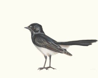 Willie Wagtail 2 - Australian Bird Wall Art - Special gift for dad. Exceptional quality print of Wagtail drawing. Bird gift, black and white
