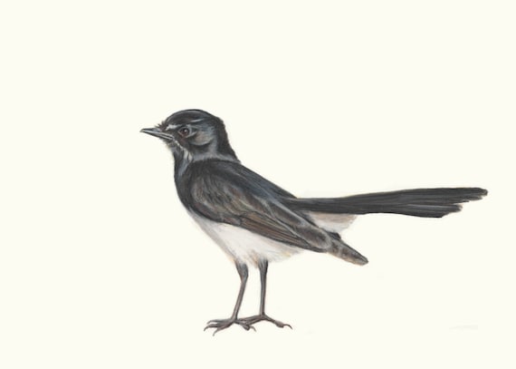 Willie Wagtail 2 - Australian Bird Wall Art - Special gift for dad. Exceptional quality print of Wagtail drawing. Bird gift, black and white