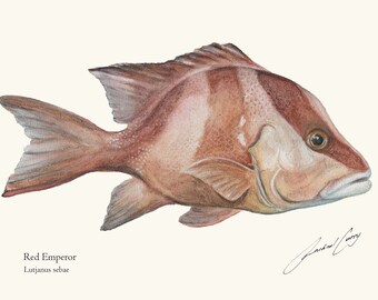 Roter Kaiser Fisch Aquarell Kunst Gemälde von Rachael Curry