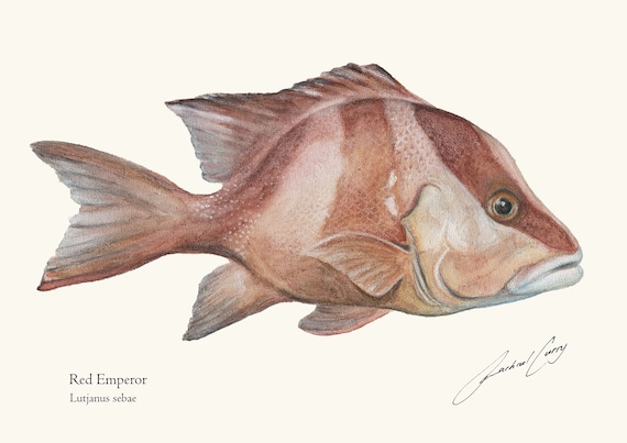 Red Emperor Fish Watercolour Art Painting by Rachael Curry