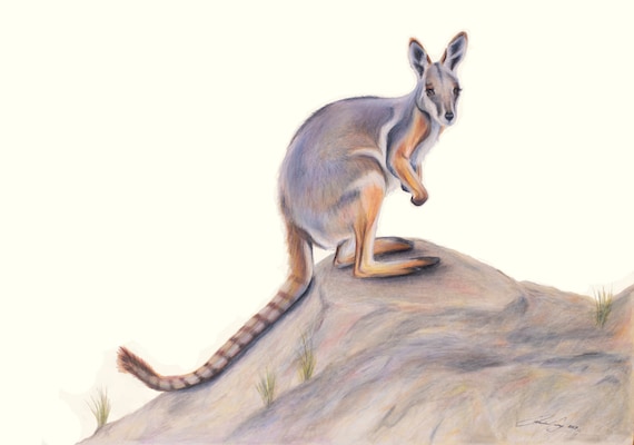 Yellow Footed Rock Wallaby - Kangaroo, Australian, Drawing, Art, Animal art, great Christmas Gift.  Gift for Dad, gift for Mum. Teacher gift