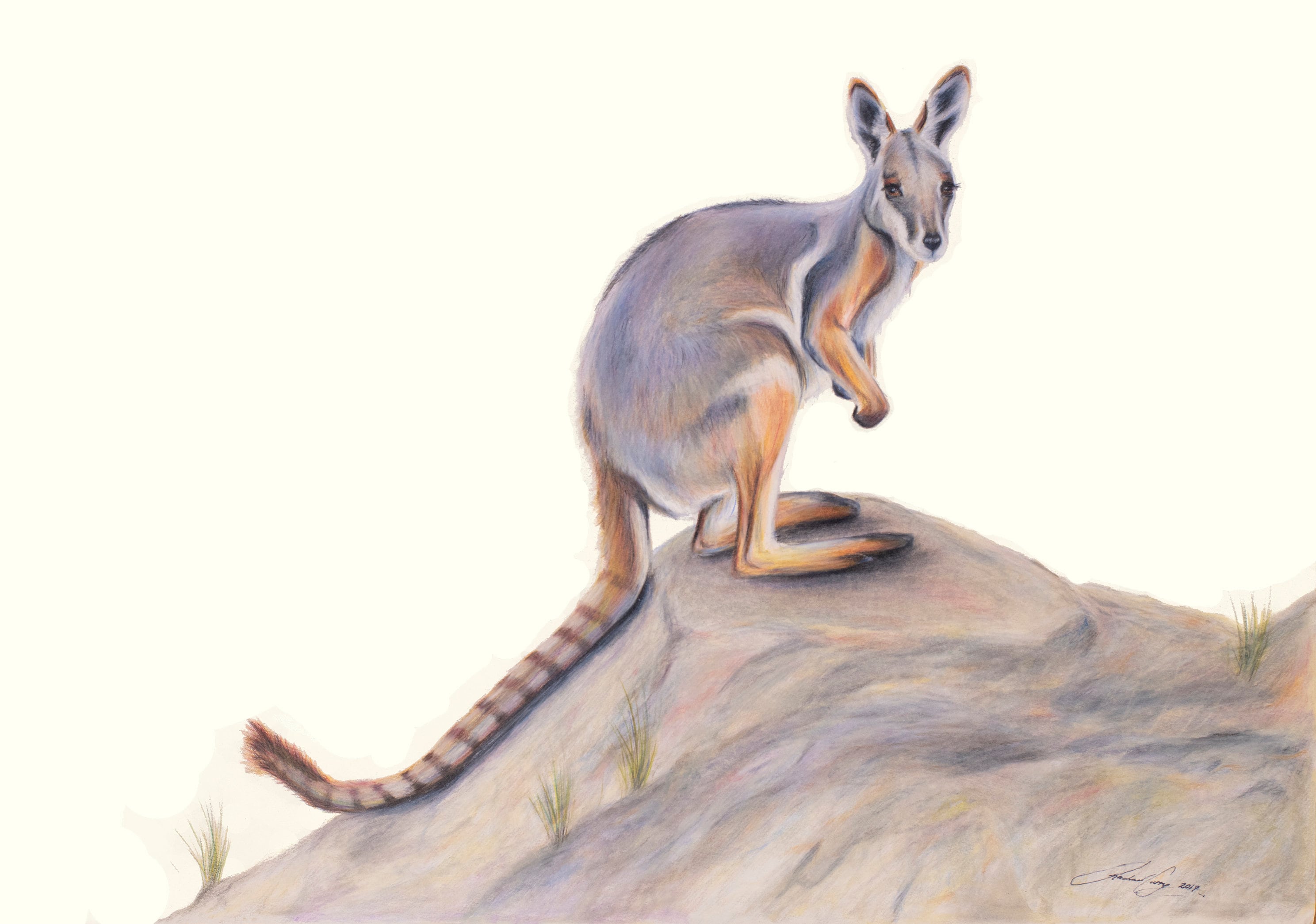 Australian Kangaroo Drawing
