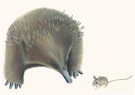 Cute Echidna talks to Spinifex Hopping Mouse