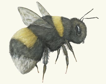Bumble - Bumble Bee, archival quality print from my original watercolour art painting