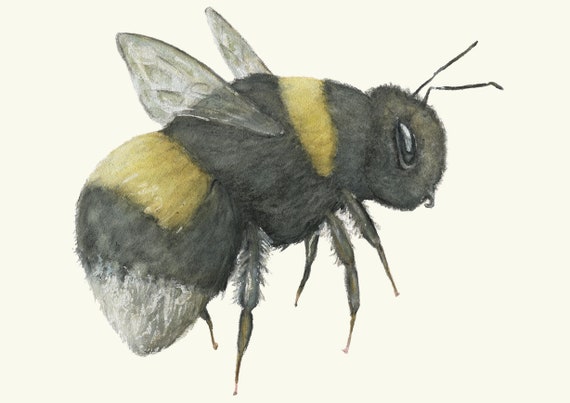 Bumble - Bumble Bee, archival quality print from my original watercolour art painting