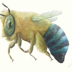 Blue Banded Bee Australian Native Bee Art Print