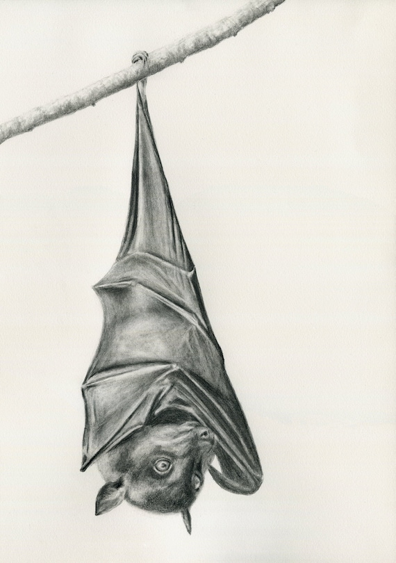 Bat. Flying Fox. Australian native animal. Bat, Australian. Bat lovers gift. Graphite drawing print. Bat print, bat gift.