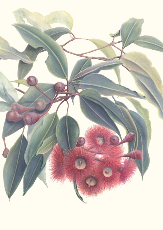 New Red Eucalyptus Flowers  and Leaves Art, pencil and watercolour archival print from my original drawing.