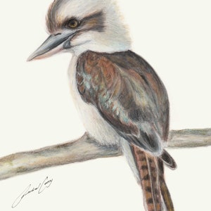 Kookaburra - sweet pencil drawing of the Australian Laughing Kookaburra by Rachael Curry Art