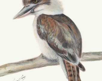 Kookaburra - sweet pencil drawing of the Australian Laughing Kookaburra by Rachael Curry Art