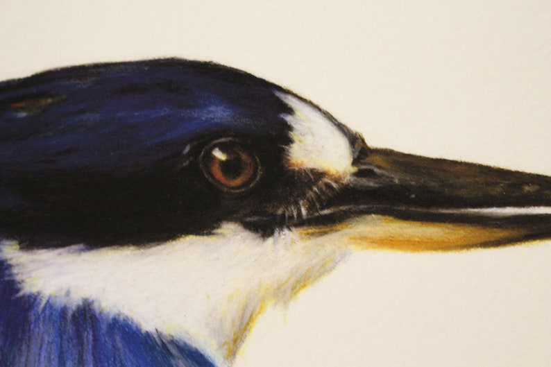 Blue Australian Kingfisher. Beautiful bird art, superior print. Dad gift Christmas. Kingfisher wall art, great gift for Mum. image 4