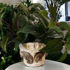 May include: A potted plant with green leaves in a white ceramic pot with a textured surface. The pot has a design of three brown seashells.
