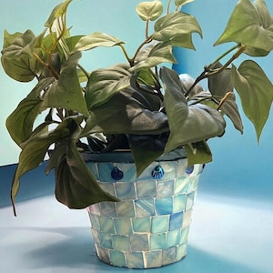 May include: A blue and white mosaic planter with a green leafy plant. The planter has a decorative trim of blue seashells.