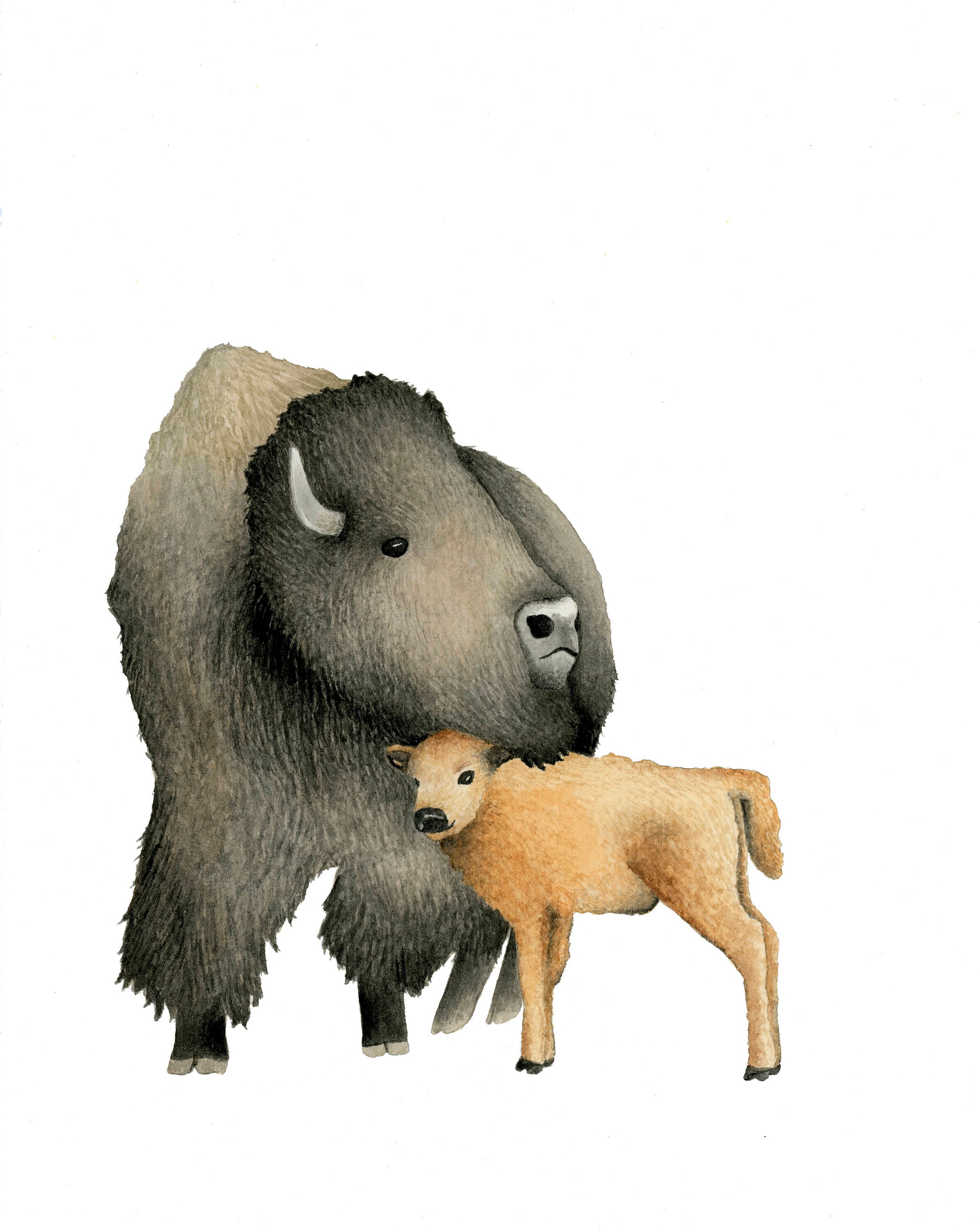 Mama and Baby Buffalo Bison Watercolor Print - Etsy Mama and Baby Buffalo Bison Watercolor Print - Etsy