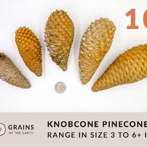 May include: Ten knobcone pine cones of various sizes, ranging from 3 to 6+ inches in length. The pine cones are a light brown color and have a rough texture.