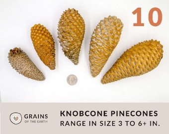 10 CLEANED Knobcone Pinecones, Third Eye Pinecone, Knobcone pine cones, to make Knobcone Pendant and Knobcone Slices, Sap Removed Active
