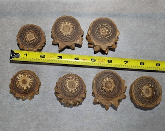 7 SEALED Premium Knobcone pinecone slices