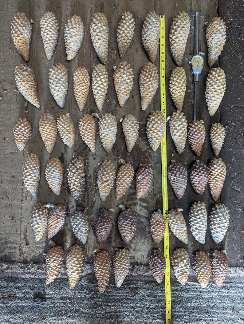 May include: A collection of 50 brown pine cones arranged in rows on a wooden surface. A yellow measuring tape is visible on the right side of the image.