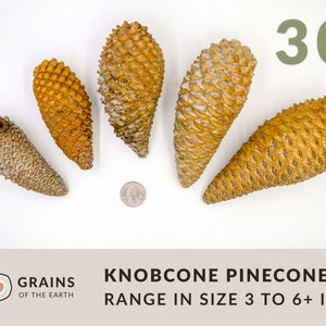 May include: A collection of 30 knobcone pine cones, ranging in size from 3 to 6+ inches. The cones are a light brown color and have a knobby texture.