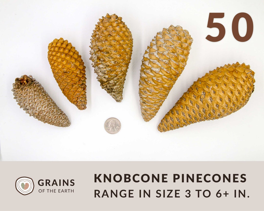 50 CLEANED Knobcone Pinecones, Third Eye Pinecone, Knobcone Pine Cones