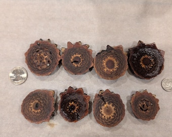 Scraps SEALED aka seconds Knobcone pinecone pendant slices. What you see is what you get.