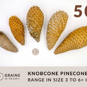 May include: 50 knobcone pine cones, ranging in size from 3 to 6+ inches. The cones are a light brown color and have a rough texture.