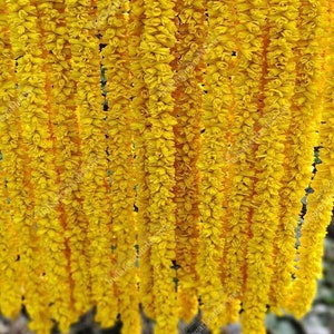 5 piedi di lunghezza Sola Wood Strings di ghirlanda di fiori indiani Decorazione indiana Mogra Blossom artificiale Carta da matrimonio Fiore di gelsomino Corkwood