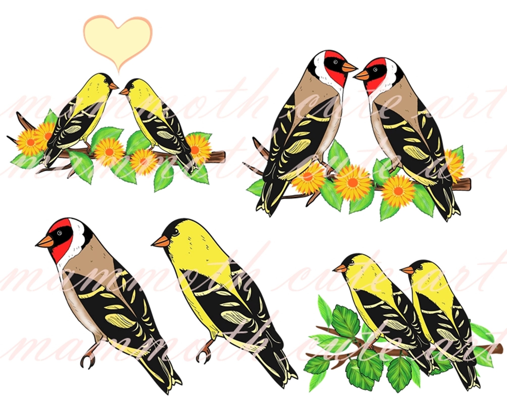 Goldfinch bird clip art illustration digital download bird Etsy