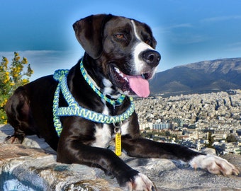 only uniqueness dog harness