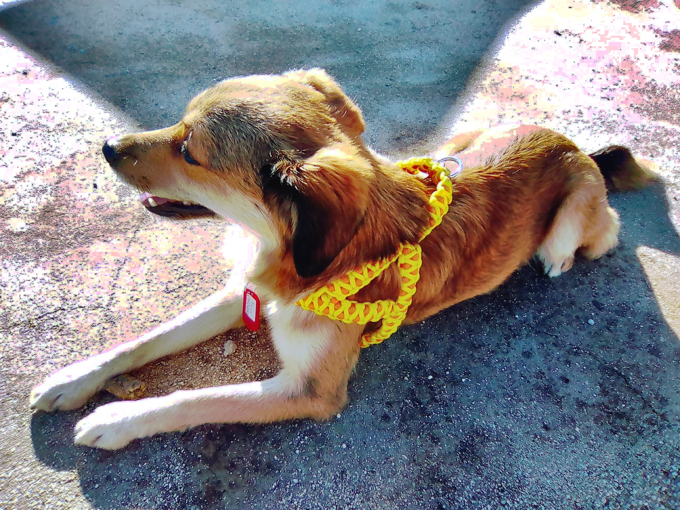 makeshift dog harness