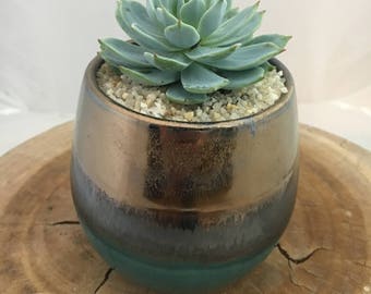 Gold Metallic and Green with Succulent