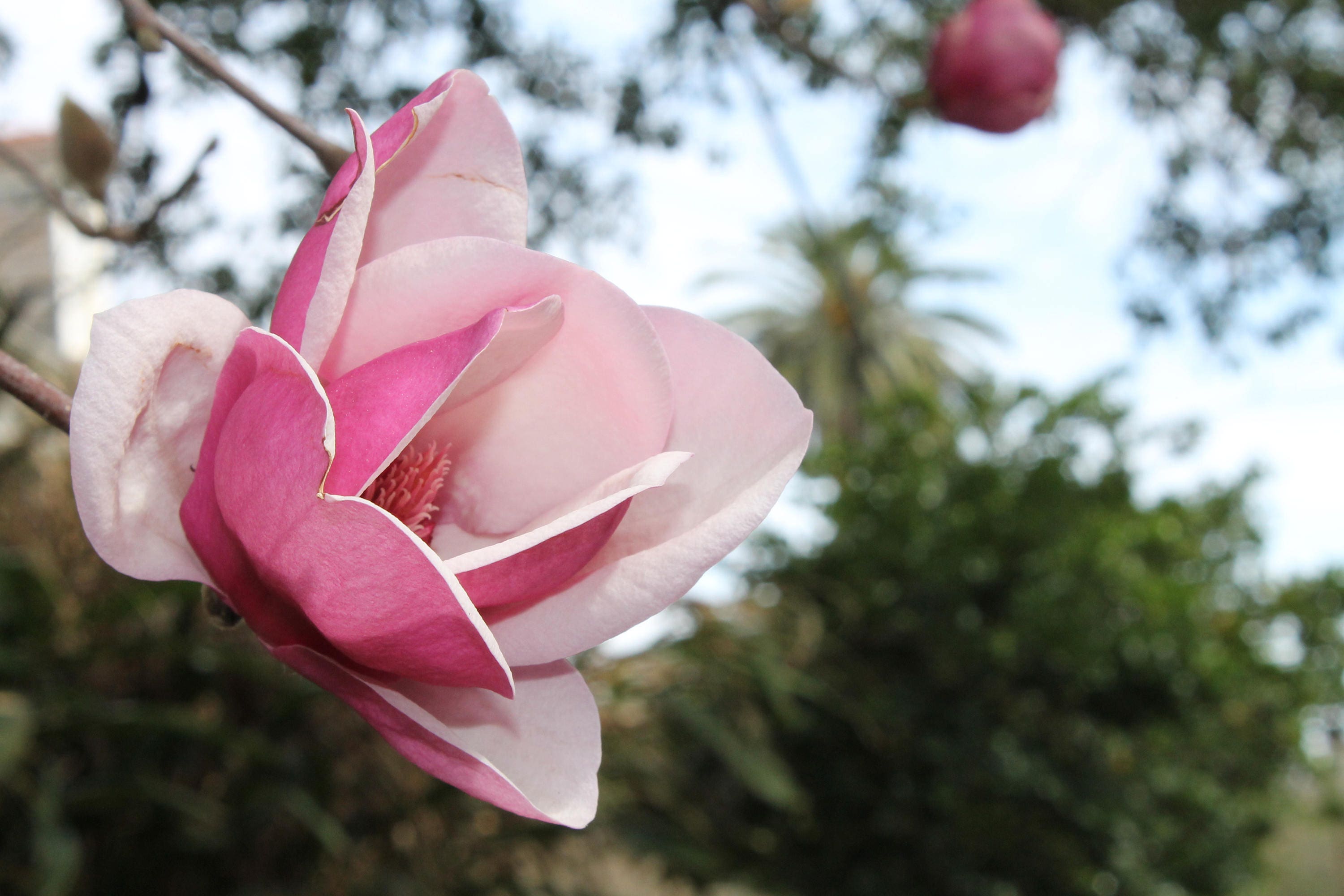 Flowers in New Orleans Garden District pink flower color Etsy