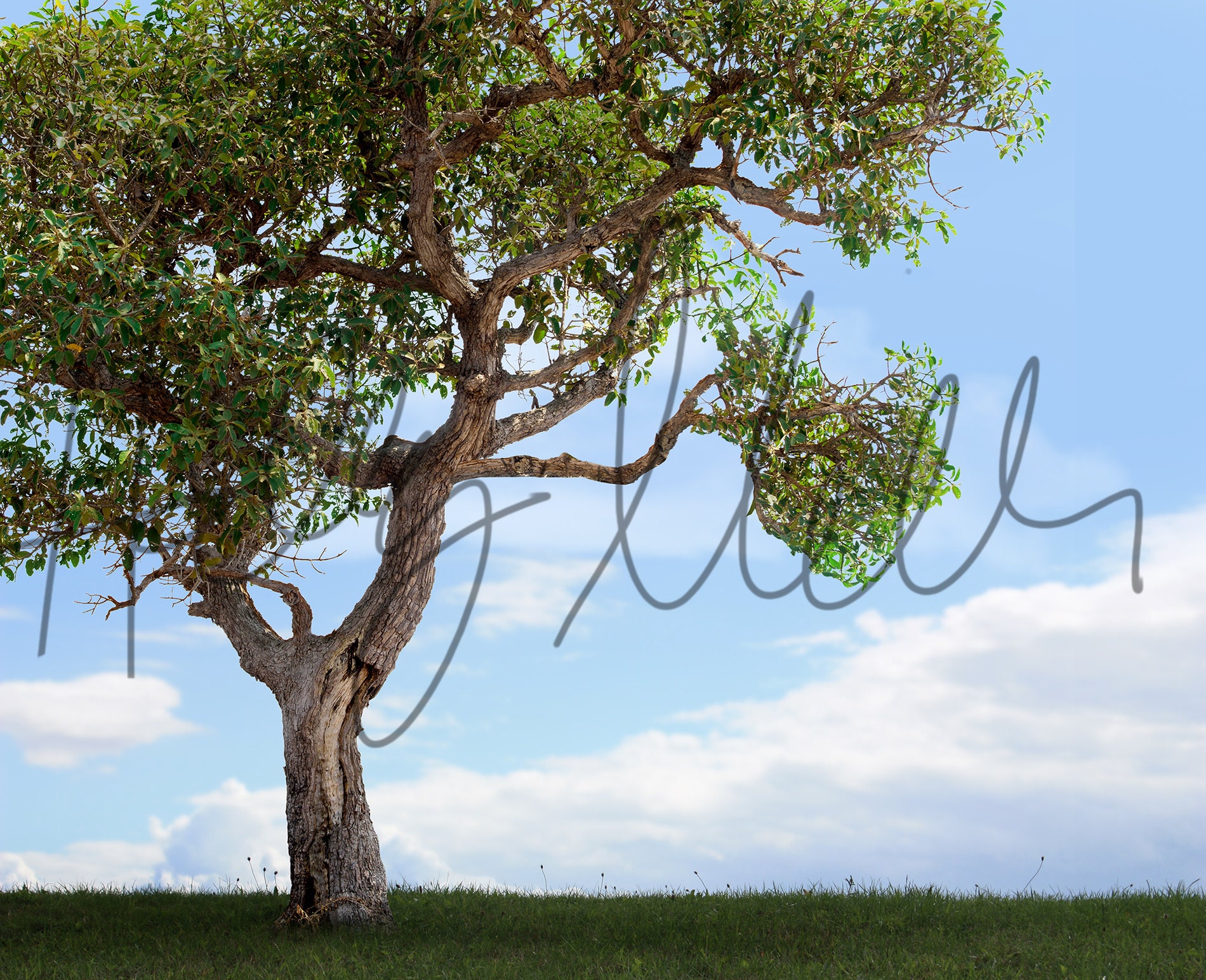 Digital Backdrop/background - Climbing Tree - Lone Tree - Tree in Field ...