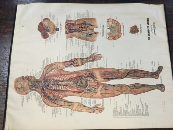Vintage Anatomy Chart