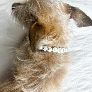doggie accessories, best gift for dogs, collar girls, pet jewelry dog, necklaces for doggies, bead pet tag, glam dog accessories, cat necklaces, pet lover, pet wedding, formal dog collar, Party Collar, fur baby beads, yorkie, poodle, chihuahua, pug