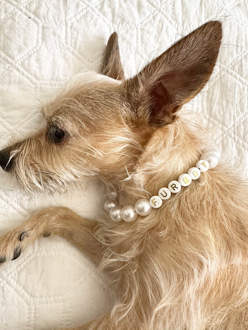 charm dog collar, pearl dog bead collar,necklace for dogs, dog fur baby, unique dog collar,Bridesmaid Pet Necklace, Dog Mom Bridal shower,  Dog ID Tag, Elegant Pet Necklace, pearl dog necklace, Cat Necklace, pet jewels, cute dog gifts, Dog Pearls
