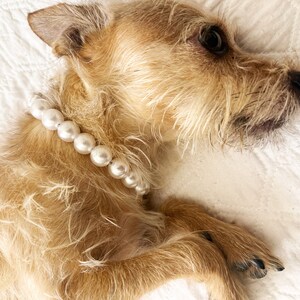 dog bridal pearl,dog pearl outfit, mama's dog boy,pet jewelry dog, cat pearl necklace,pawties collar, bead name collar dogs, Doggy Accessory, furbaby beads, Wedding Dog Pearls, jewellery for dogs, Luxury Dog, pearls paws, bead necklace boy