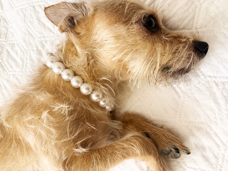 dog bridal pearl,dog pearl outfit, mama's dog boy,pet jewelry dog, cat pearl necklace,pawties collar, bead name collar dogs, Doggy Accessory, furbaby beads, Wedding Dog Pearls, jewellery for dogs, Luxury Dog, pearls paws, bead necklace boy
