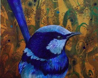 Blue Wren fine art print - spendid fairy wren - Australian bird art - by Michelle Gilks