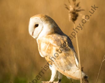 Barn Owl Portrait "Waiting" Photographic Print