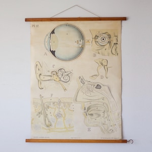 1920er Jahre Dybdahls Zoologiske Plansjer Lehrtafel der menschlichen Sinne - Vintage Oslo Anatomisch Schulkarte