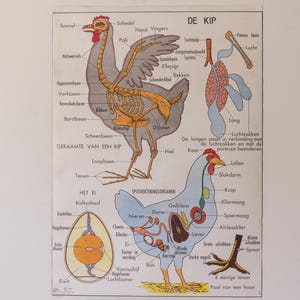 1967 vintage Nederlandse schoolposter dubbelzijdige kip anatomie reptielen Frankrijk print