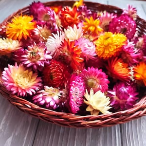 100 Dried Strawflower Heads,dried flowers,dry flowers,Strawflower,Resin Craft Supply,Wedding Table Decor, Small flower for resin,tiny flower