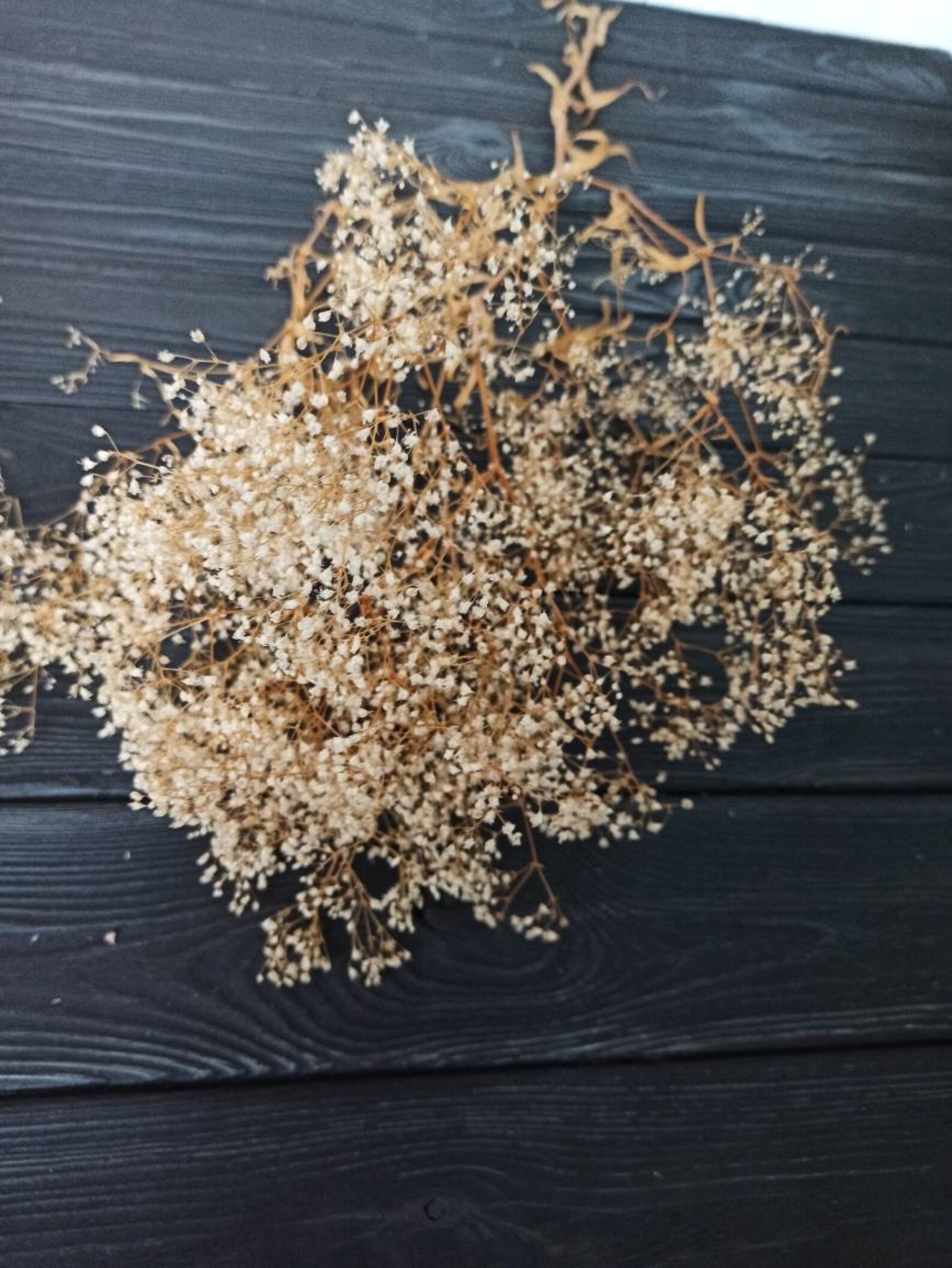 White Dried Baby Breath Real Dried Gypsophila Dried Flowers Etsy