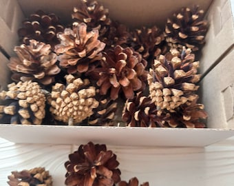 50 Medium Pine Cones, Christmas DIY Craft Supplies