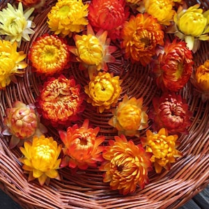 100 pcs Dried Yellow Straw,Flowers Heads,Dry Flowers, Table Floral, Wedding Fall Decoration, Fall Craft Supply, Craft supplies wreath making