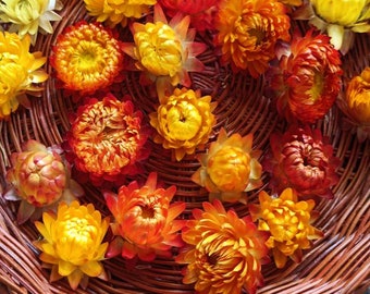 100 pièces de paille jaune séchée, capitules, fleurs séchées, fleurs de table, décoration d'automne de mariage, fournitures d'artisanat d'automne, fournitures de bricolage pour fabrication de couronnes