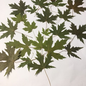 50 Preserved Maple Leaves,Fall Decor,Thanksgiving decor.Maple Leaf Table,Aisle Decor,REAL MAPLE LEAVES,green leaves maple,Real Fall Leaves